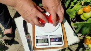 Обзор томата Пролетарочка и томата Пинк Маргари.