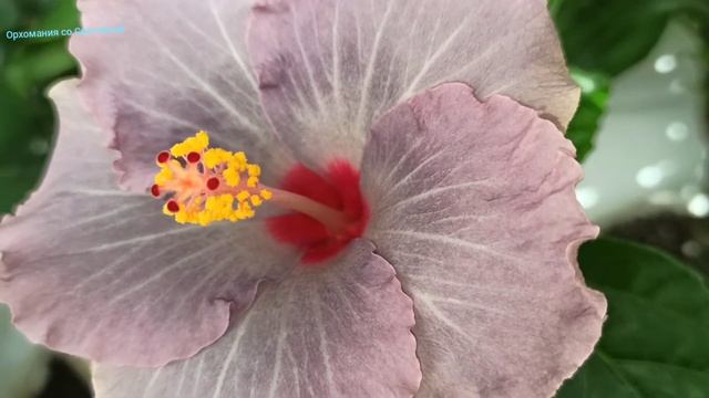 Цветение орхидей, пафиопедилума, гибискуса мраморнлго. смотреть онлайн