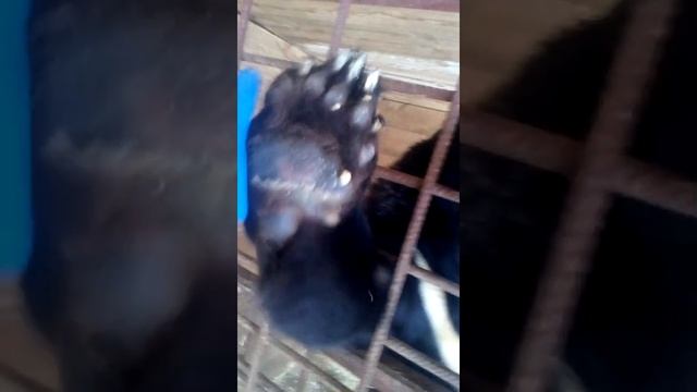Добрый гималайский медведь Мотя. смотреть онлайн