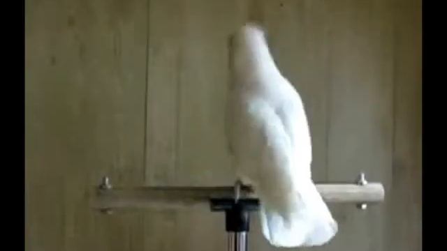 Вальс в перьях. На музыку И.Бойко Вальс смотреть онлайн