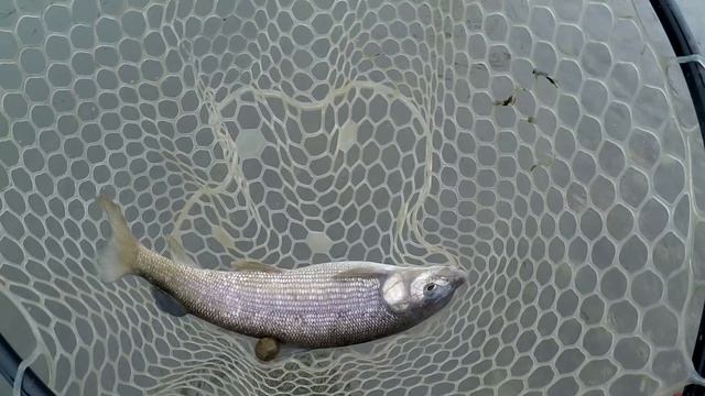 CUTTHROATS ON THE SOUTH FORK смотреть онлайн