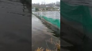 Урок 1.... Ловим форель на икру