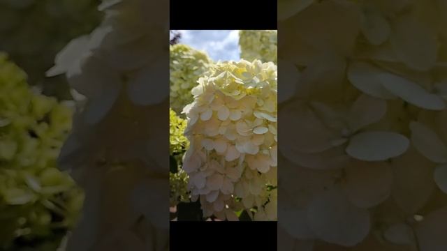 5 признаков сорта гортензии Полярный медведь #гортензии смотреть онлайн