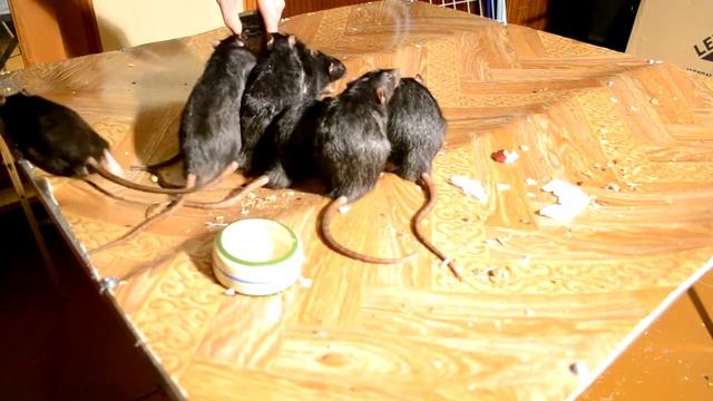 А как чавкают крысы? / What is the sound when rats eat? смотреть онлайн