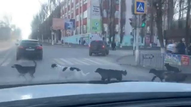 Стая бездомных собак в центре Балашова смотреть онлайн