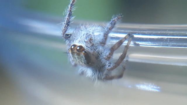 Hyllus giganteus °○○° смотреть онлайн