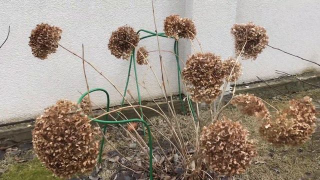 Обрезка соцветий гортензии: осенью или весной? Плюсы и минусы смотреть онлайн