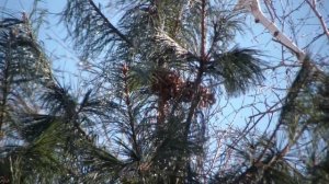 Когда на КЕДРЕ появляются первые шишки ?