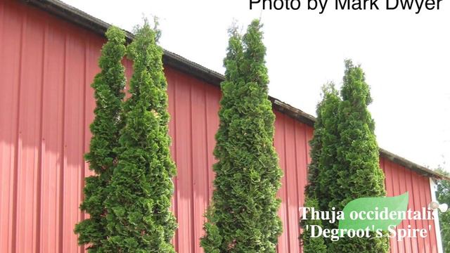 Thuja Occidentalis 'Degroot's Spire' | Columnar Evergreen Conifer | MrMaple Clips