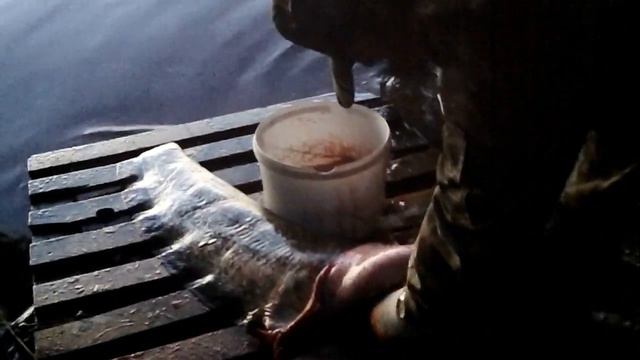Здоровенный сом.MP4 смотреть онлайн