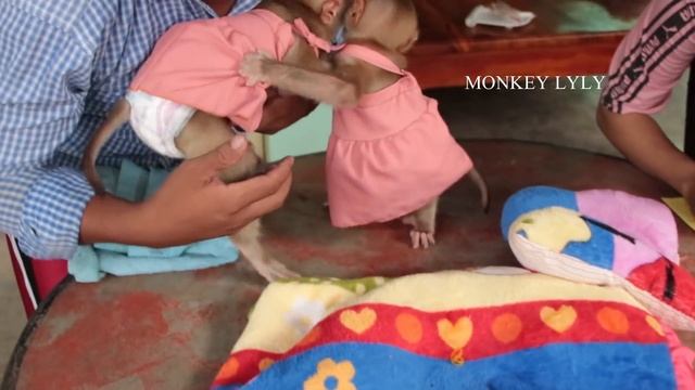 Baby Monkey Sleeps For Injection | Cutest Lyly Meet Vet For First Time смотреть онлайн