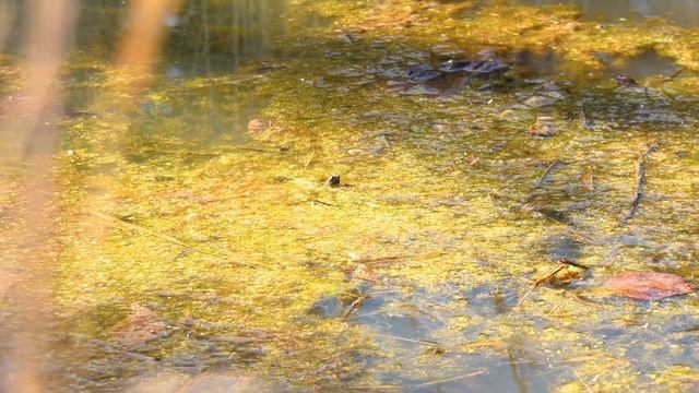 Zoom range on Panasonic HCX1 (UX180) video camera смотреть онлайн