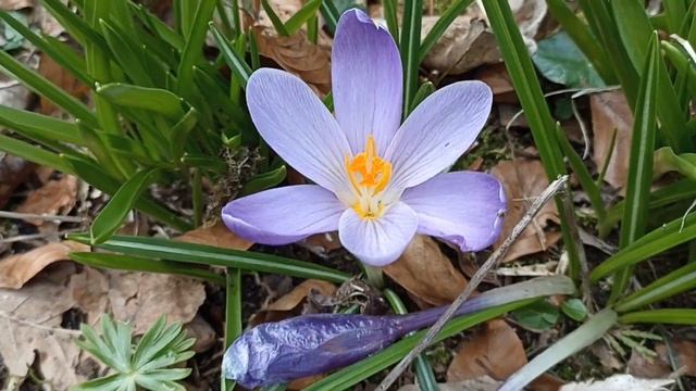 Многоцветье красок голландских крокусов ??? смотреть онлайн