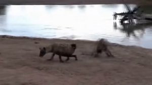 Wild animals.attack wild Epic Battle Of Wild dogs -африканские дикие собаки атакуют