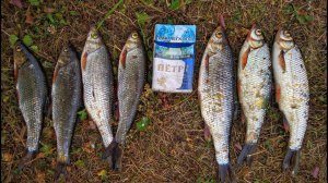 Ловлю чебака на бомбарду и нимфу. Канал. Карпинск