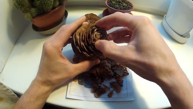 Разваливается шишка пихты смотреть онлайн