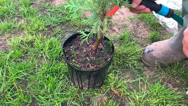 Туя КАК САЖАТЬ ТУИ