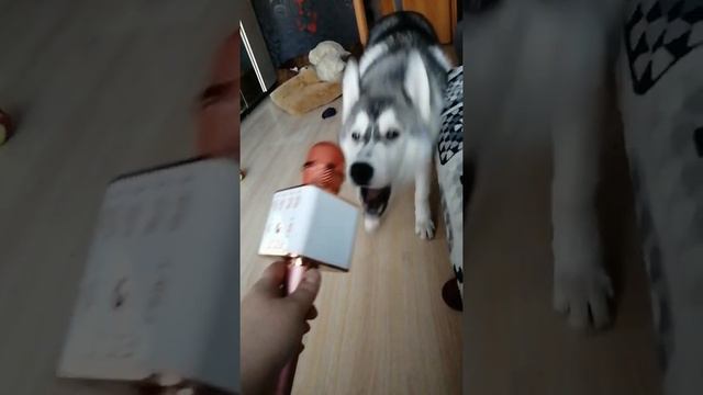 хаски поет смотреть онлайн
