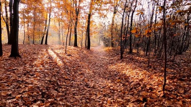 Mind Blowing indian sitar music - best for relaxation, meditation, calmness.. смотреть онлайн