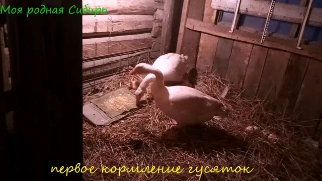 У гусака Гошки появились маленькие гусятки! Он защищает свою семью! Первое кормление маленьких! смотреть онлайн