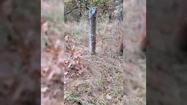 прогулка по лесу в последний день бабьего лета смотреть онлайн