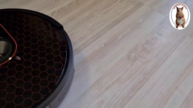 Как я приучаю белку к пылесосу Garlyn SR- 600 ... ?? Squirrel and robot vacuum cleaner смотреть онлайн