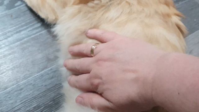 Рыжик и Маша смотреть онлайн