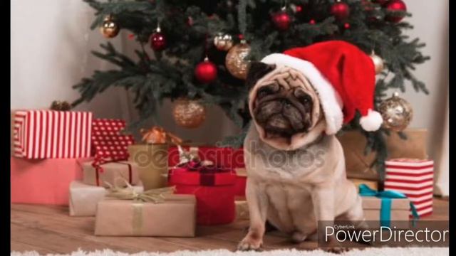 Мопсы мопсики видео мопсы смотреть онлайн