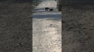 по дороге на Ковыктинское месторождение
