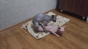 Вязка сфинксов ! Донской сфинкс Стич и кошка Фима . Sphynx mating ! Cat love .
