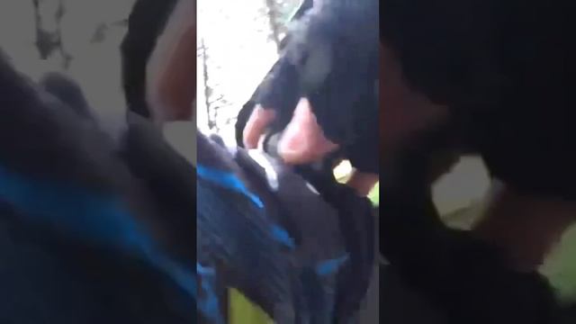 На велосепедиста в парке напали две домашние собаки, но за мужика заступилась бродячая собака смотреть онлайн