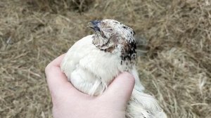 Инструмент для забоя перепелов//Чем проводить Забой удобно