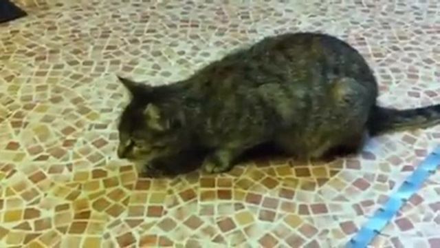 Котэ смотреть онлайн