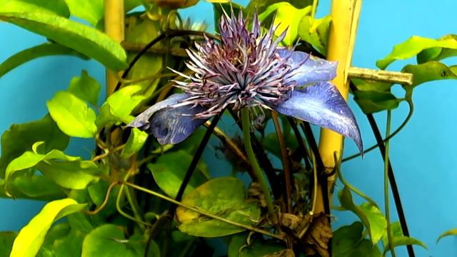 Time Lapse Of Clematis Dropping Petals In Real Time (Hybrid Video)