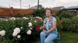 5 ПРИЧИН почему не цветут пионы