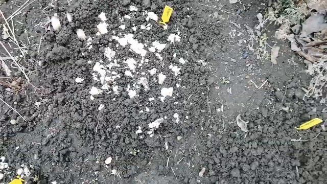 Первые посевы семян в открытый грунт. Посев лекарственных многолетников. смотреть онлайн