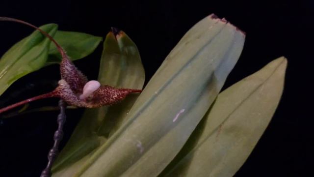 Mi dracula Chimaera esta floreciendo смотреть онлайн