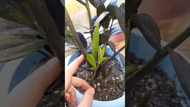 Замиокулькас РАВЕН, черный ворон, чернее ночи, raven zamioculcas #shorts смотреть онлайн