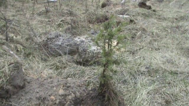 Посадка можжевельников в Родовом Поместье в изгородь и заселение рыбы в пруд. Карпы кои смотреть онлайн