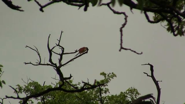 Burchell's Coucal; Duet. Афр. шпорцевая кукушка; дуэт (1679sp) смотреть онлайн