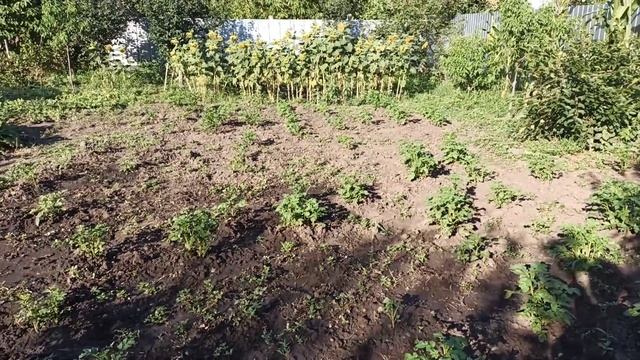 Купили дом на юге. Что на вашей стороне, то ваше ! Где берем продукты. Овощная лавка. Свой виноград смотреть онлайн