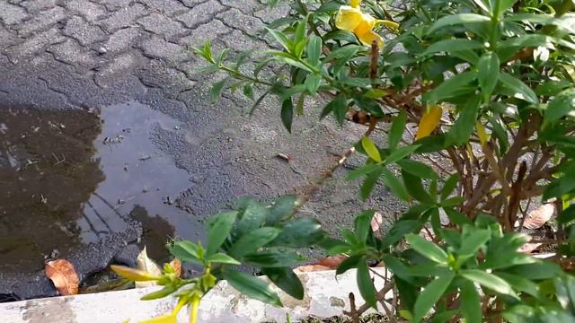 Alamanda ( Allamanda cathartica ) смотреть онлайн