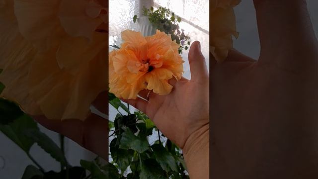 Комнатный махровый Гибискус Double Peach Hibiscus смотреть онлайн