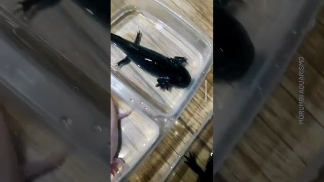 #animals #axolotl #аксолотль #recommendations смотреть онлайн
