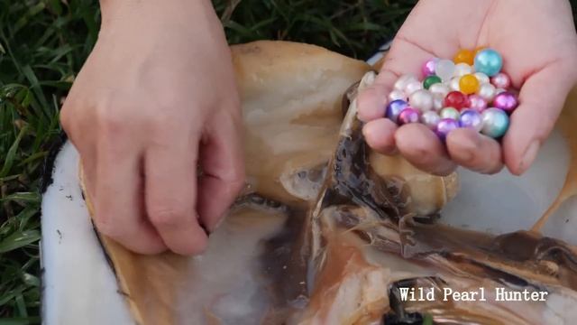 Pearl hunters hunt for mussels hidden under silt, find rare coloured pearls смотреть онлайн