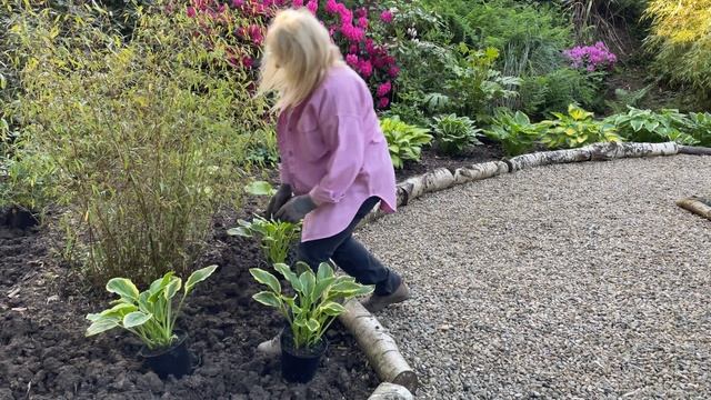Planting Hosta's, Astible and early Summer Tour смотреть онлайн