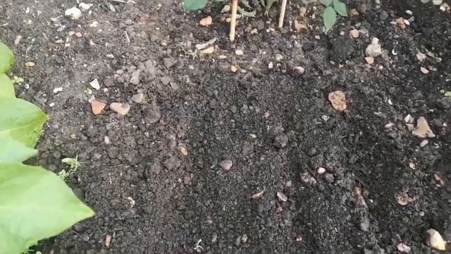 Sowing Red Amaranthus seeds смотреть онлайн
