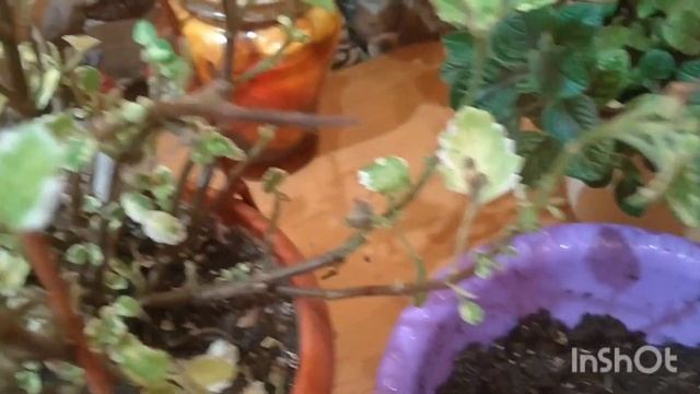 КАК СОХРАНИТЬ ПЛЕКТРАНТУС В ДОМАШНИХ УСЛОВИЯХ? ?? смотреть онлайн