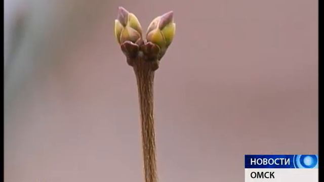 Сирень смотреть онлайн