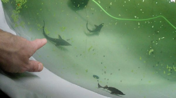 Выращивание осетров и форели на живом корме в домашних условиях. Дафния Магна на корм осетрам.